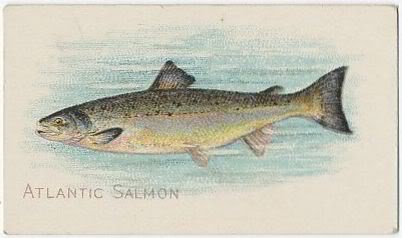 52 Atlantic Salmon